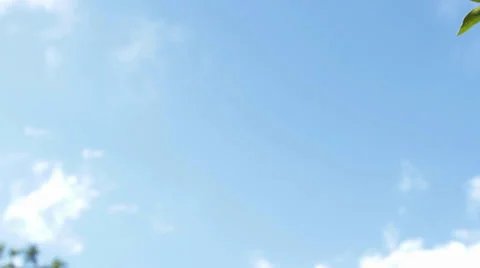 Tree with juicy fruit. Stock Footage 26233338