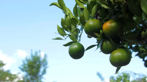 Tree with juicy fruit. Stock Footage 26233554