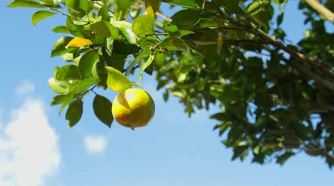 Tree with juicy fruit. Stock Footage 26233794