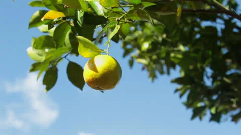 Tree with juicy fruit. Stock Footage 26234151