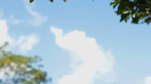 Tree with juicy fruit. Stock Footage 26234478