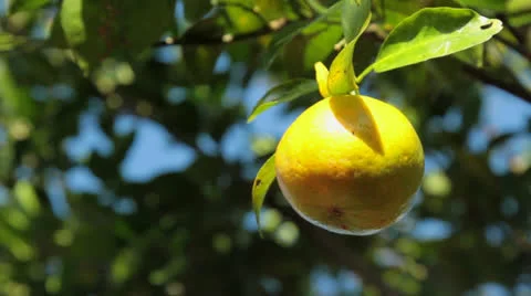 Tree with juicy fruit. Stock Footage 26234798