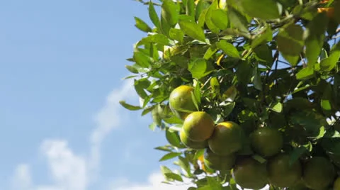Tree with juicy fruit. Stock Footage 26235238