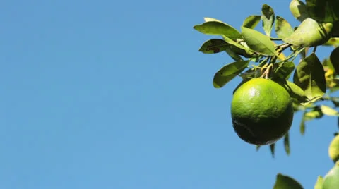 Tree with juicy fruit. Stock Footage 26235513
