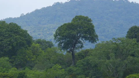 Tree in The Jungle Of The Amazon, Suriname Stock Footage 145055347