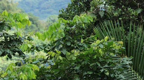 Tree jungle El Yunque Rainforest Puerto Rico HD 0669 Stock Footage 34858087