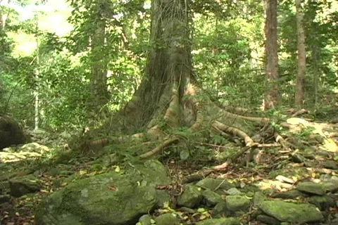 Tree in jungle Stock Footage 286831
