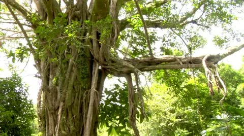 Tree in the Jungle Stock Footage 22157941
