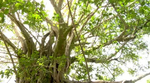 Tree in the Jungle Stock Footage 22158074