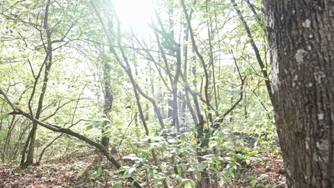 Tree in the Jungle Video stock 167190850