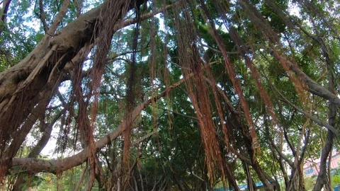 Tree jungle vine in public park of a city (Look up view) Stock Footage 98865607