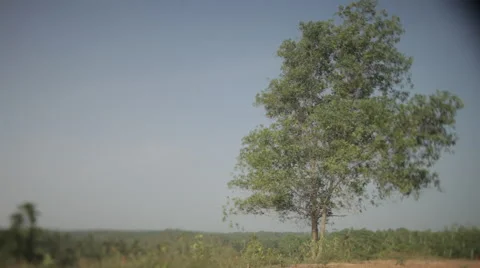 Tree in jungles Vidéo 41134156