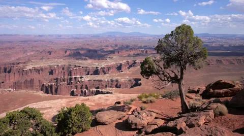 Tree Juniper Canyonlands Wilderness #2 Stock Footage 33723376