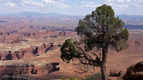 Tree Juniper Canyonlands Wilderness Stock Footage 33723841