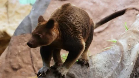 Tree kangaroo carefully climbing down a large tree trunk while looking around Stock Footage 336413549