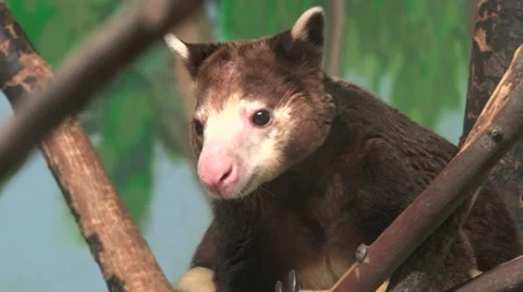 Tree Kangaroo close up 스톡 동영상 45243249