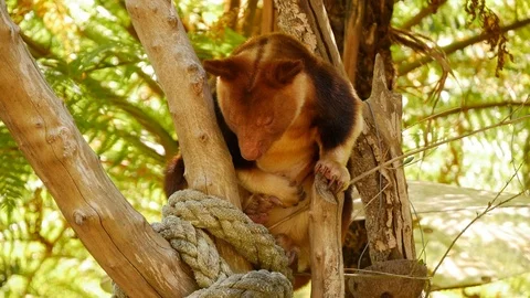 Tree Kangaroo - Dendrolagus hearing a noise Stock Footage