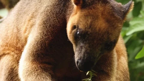 Tree-kangaroo eating fresh green grass in the wild forest Stock-Footage 344779305