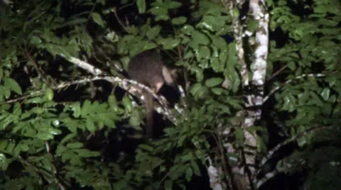 Tree kangaroo Stock Footage 26314774