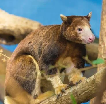 Tree kangaroo Stock Photos