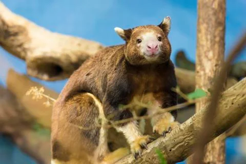 Tree kangaroo Stock Photos