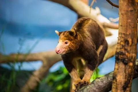 Tree kangaroo Stock Photos