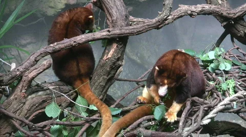 Tree kangaroo sit in trees and eat Stock Footage 97348