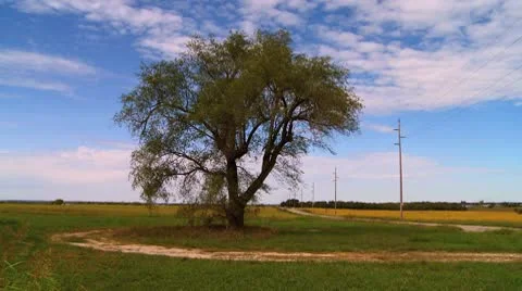 Tree in Kansas field with clouds time lapse Video stock 8929913