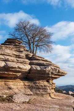 Tree in a karst area, grown between stones shaped by the weather in the natur Stock Photos