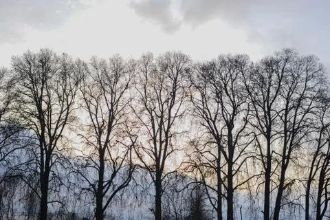 Tree in Kashmir Stock Photos