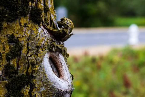 Tree knot close up with grass and road Stock Photos
