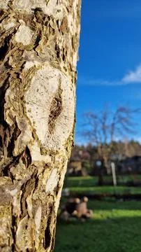 Tree knot close-up with natural backdrop Stock Photos