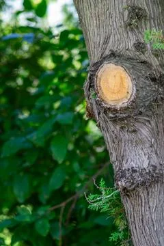 Tree knot closeup at the forest Stock Photos