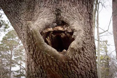 Tree With Knot Hole Stock Photos