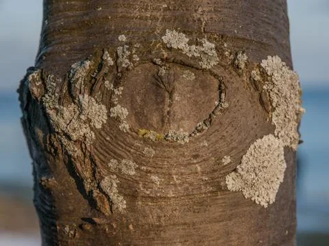 Tree Knot Stock Photos