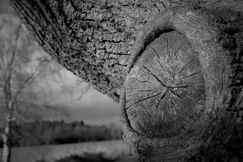 Tree Knot Stock Photos