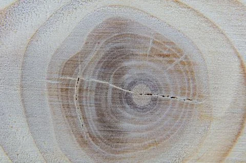 A tree knot on the texture of the board close-up Stock Photos