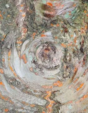 Tree knot texture 스톡 사진