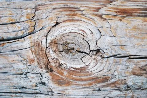 Tree knot texture 스톡 사진