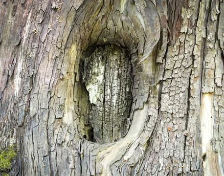 Tree Knot in trunk Stock Photos
