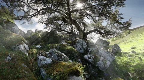 Tree of knowledge artistic glowing sunbeams spiritual religious Stock Footage 64050816