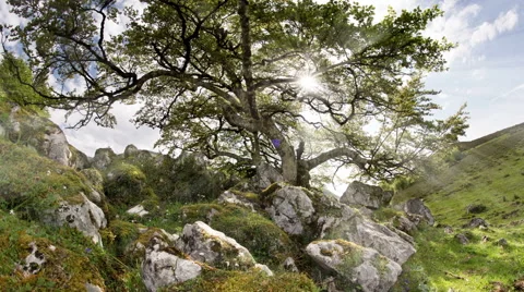 Tree of knowledge time lapse rays of light abstract artistic religious Stock Footage 64792696