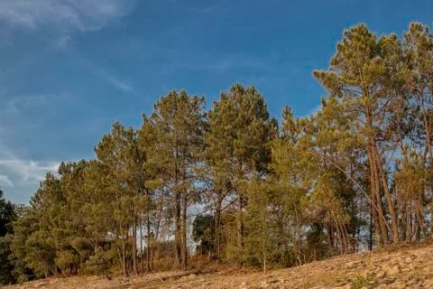 Tree known as pine tree, by the river. Stock Photos
