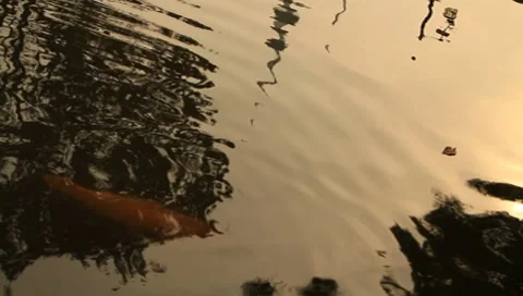 Tree, koi carp and leaf in pond Video stock 8961750