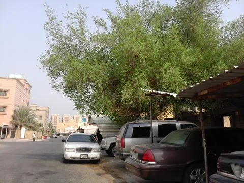 Tree in Kuwait Desert Stock Photos