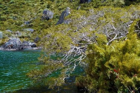Tree in lagoon between mountains 스톡 사진