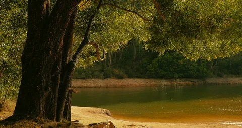 Tree at lagoon 動画素材 113455578