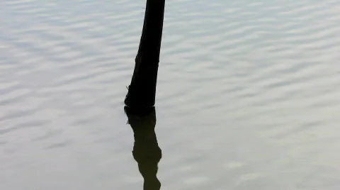 Tree in lake 2 Vidéo 758509