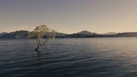 Tree in lake in 4k soft waves wanaka summer golden Stock Footage 170093220