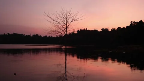 Tree in the lake against the background of sunset 스톡 동영상 238768187